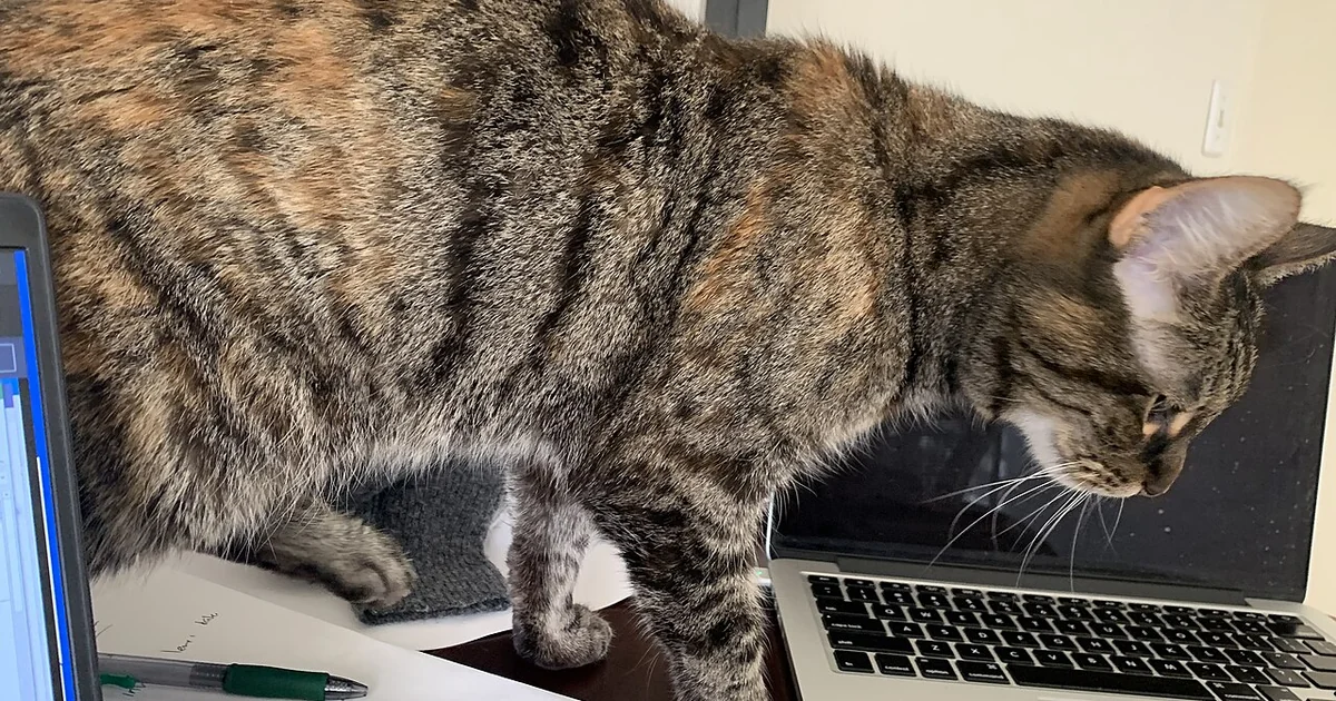 A tabby cat standing on a desk looking at a laptop computer keyboard in the Franklin Farm section of Oak Hill, Fairfax County, Virginia