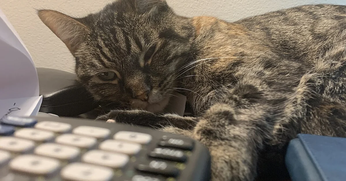 A tabby cat lying on a desk next to a laptop computer keyboard in the Franklin Farm section of Oak Hill, Fairfax County, Virginia